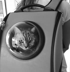 Чехол для кота в виде рюкзака.